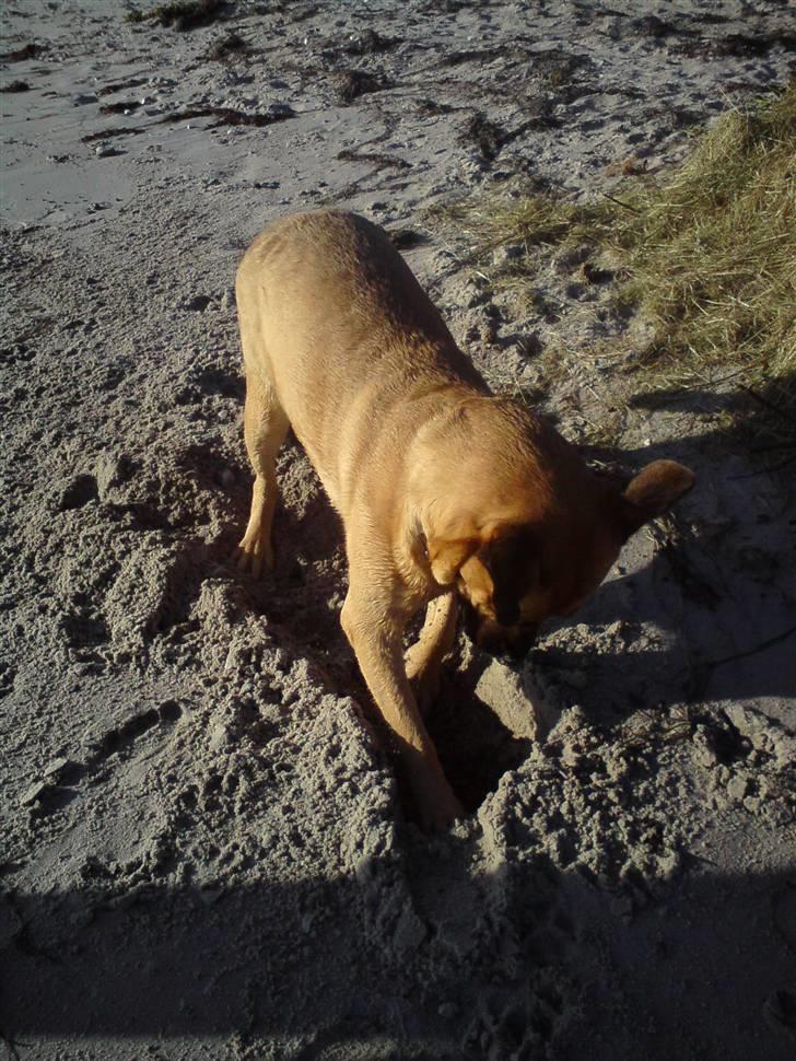 Blanding af racer Tyson - det bedste ved stranden er altså at jeg må grave huller billede 3