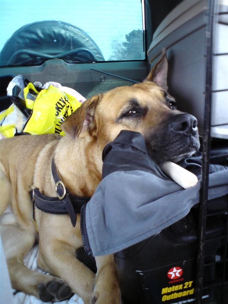 Blanding af racer Tyson - Den 21/3-08... Nu kommer mor... Her vi bor midlertidigt... billede 4