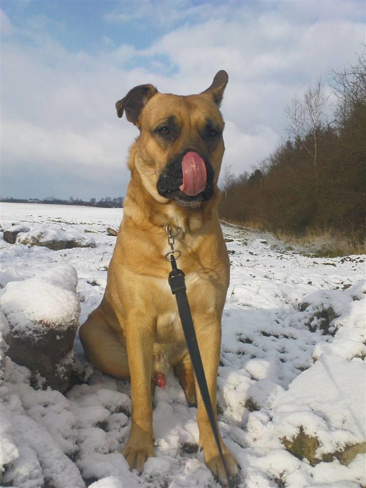 Blanding af racer Tyson - jep jeg fik den... ;-P billede 5