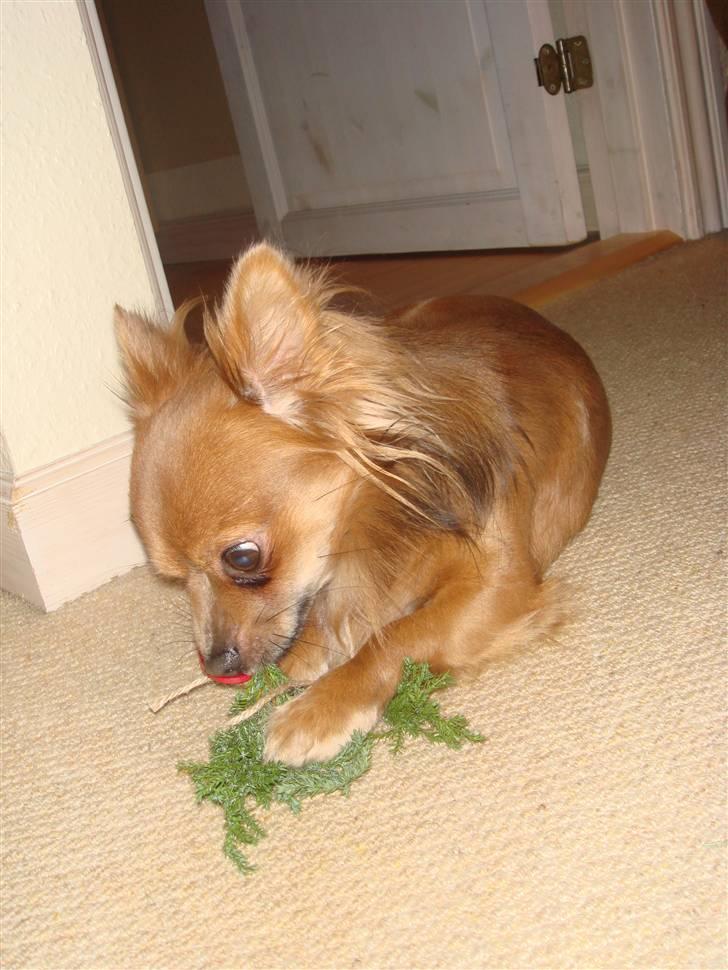 Chihuahua Jerry billede 1