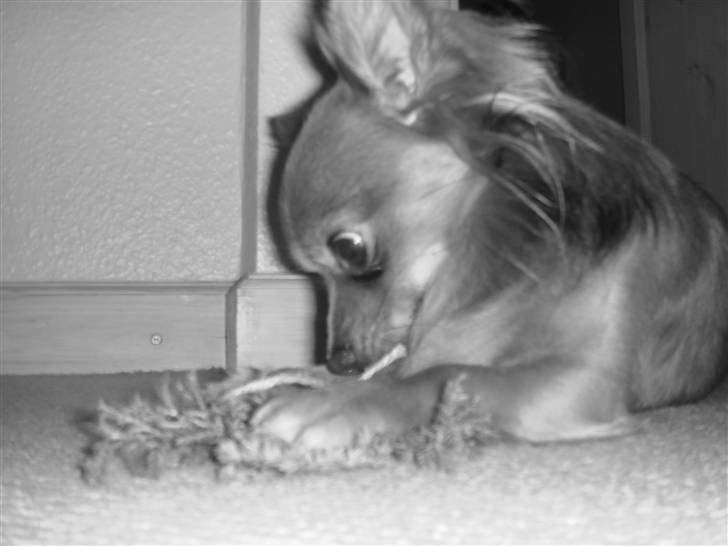 Chihuahua Jerry billede 2