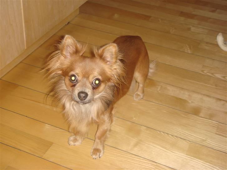 Chihuahua Jerry billede 3