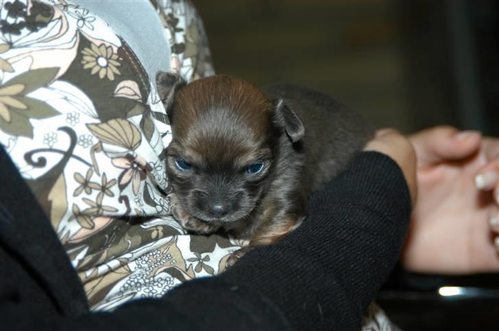 Chihuahua Jerry billede 4