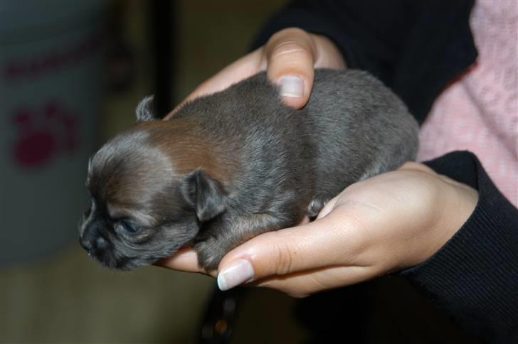 Chihuahua Jerry billede 5