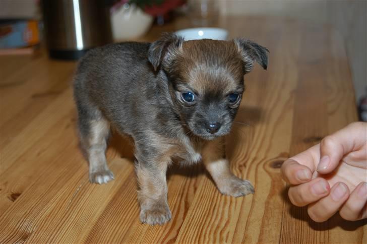 Chihuahua Jerry billede 6