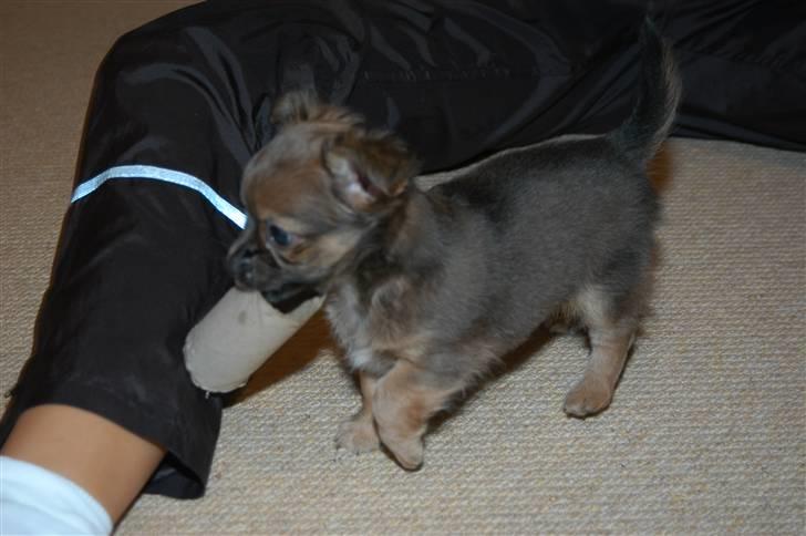 Chihuahua Jerry billede 7