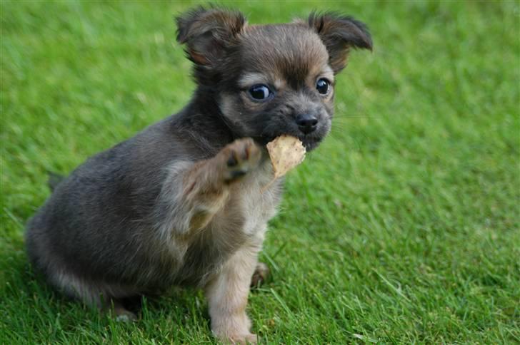 Chihuahua Jerry billede 8