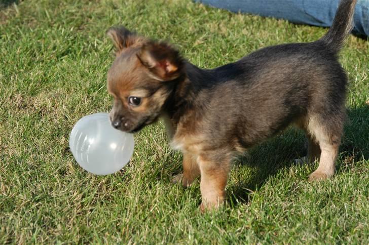 Chihuahua Jerry billede 9