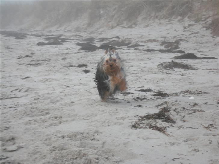 Yorkshire terrier The Boss - hvor er det sjovt på stranden :o) billede 8