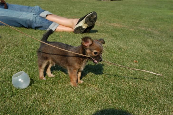 Chihuahua Jerry billede 10