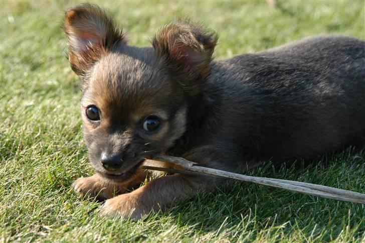 Chihuahua Jerry billede 11