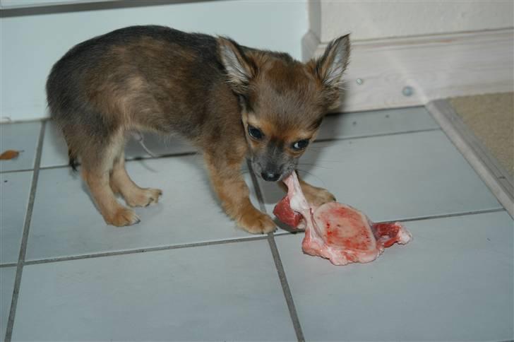 Chihuahua Jerry billede 12