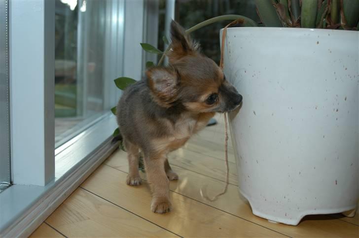 Chihuahua Jerry billede 13