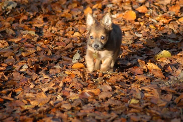 Chihuahua Jerry billede 14