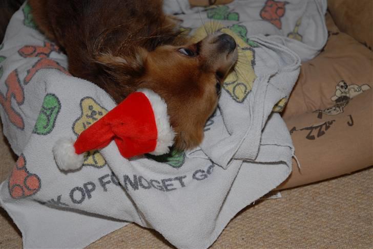 Chihuahua Jerry billede 15