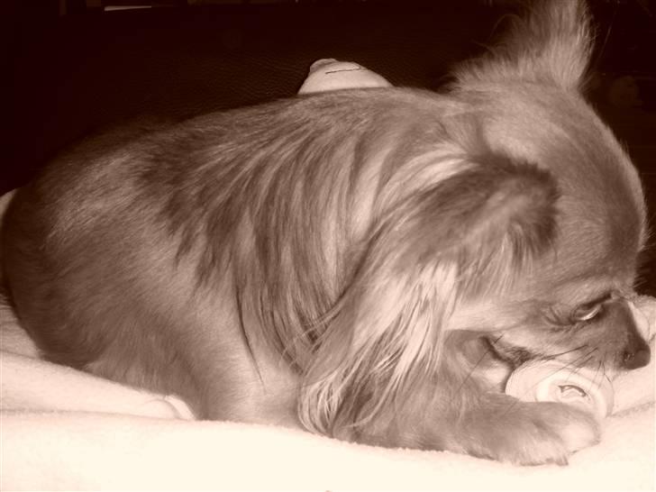 Chihuahua Jerry billede 16