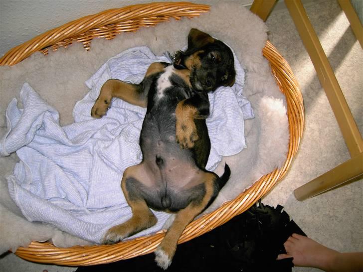 Blanding af racer King - Jeg har det altså bare VARMT.. 2 måneder billede 3