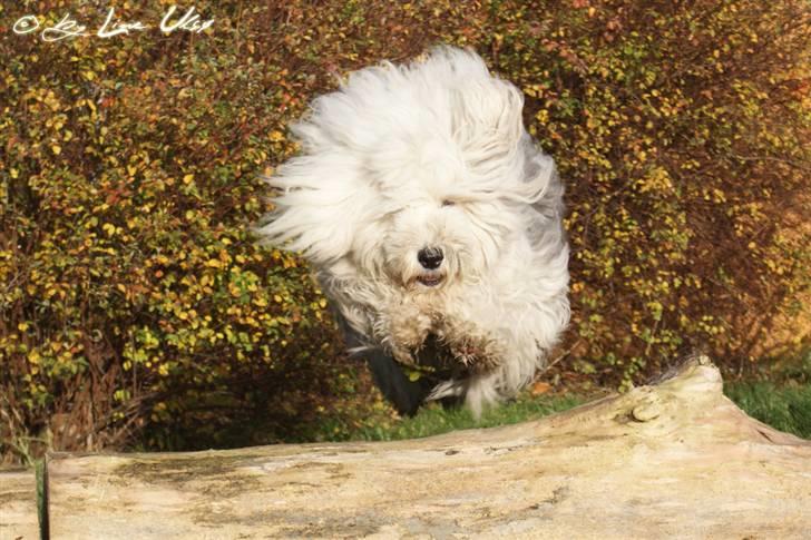 Old english sheepdog Molly billede 3