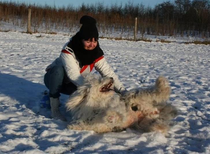 Old english sheepdog Molly - Mig og Line hygger os rigtig i sneen :o) jeg æææælsker Line! billede 4