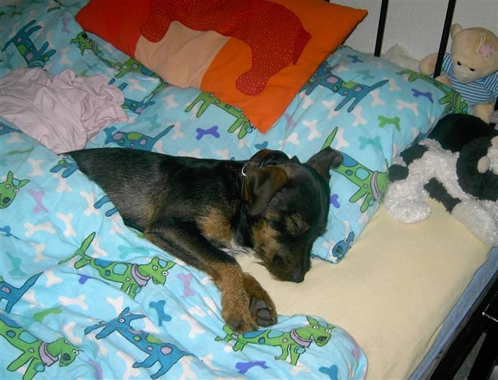 Blanding af racer King billede 4