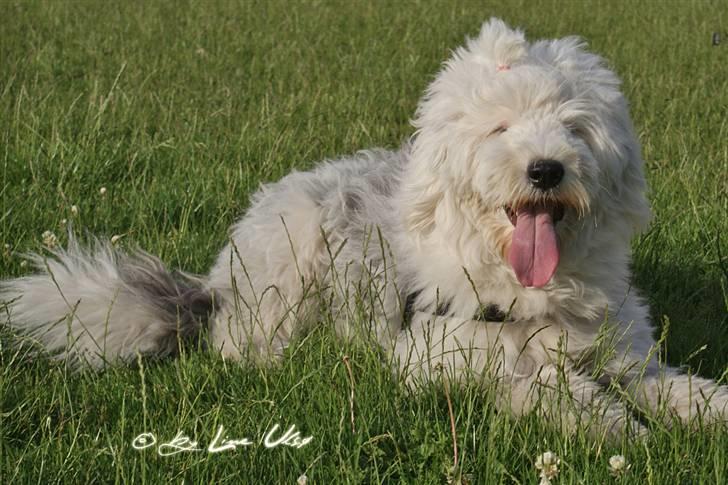 Old english sheepdog Molly - Sveder på fodboldbanen, her er jeg klippet billede 7