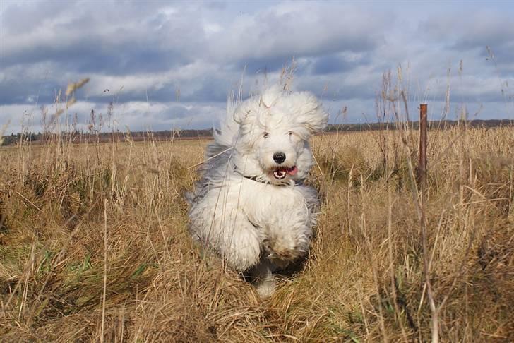 Old english sheepdog Molly - Sommerhus 2009 billede 8
