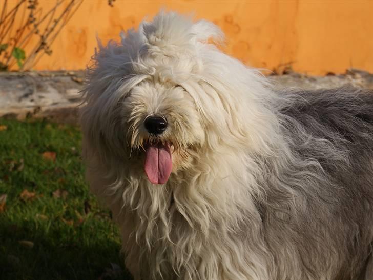 Old english sheepdog Molly - Fin med lang pels billede 9