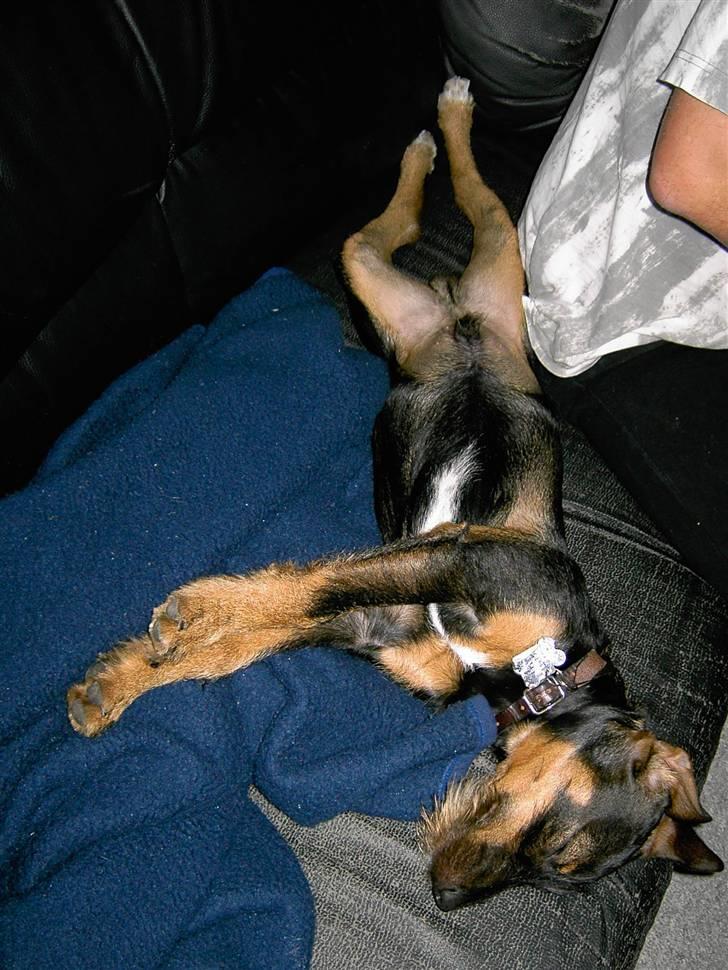 Blanding af racer King - Tager lige en morfar.. billede 5