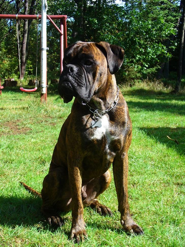 Boxer Tyson - Velkommen her hos mig, jeg hedder Tyson.  billede 1