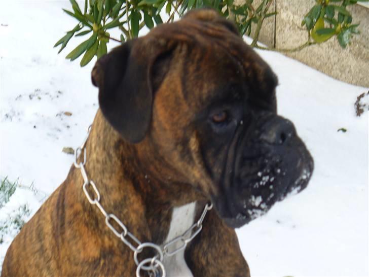 Boxer Tyson - mor´s store hund billede 2