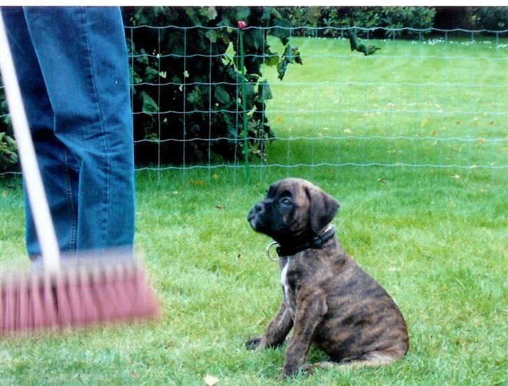 Boxer Tyson - Ja han har nu oz været meget lille engang.. man glemmer det bare for hurtigt billede 3