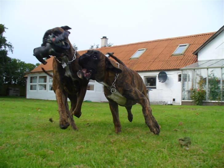 Boxer Tyson - 5 sekunder efter jeg havde knipset billedet blev jeg tromlet ned af to drenge, der ikk så at der lå en på jorden foran dem =) billede 4