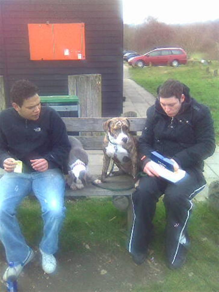 Blanding af racer Diva - Diva og Håkon ved Mosgård strand. billede 7