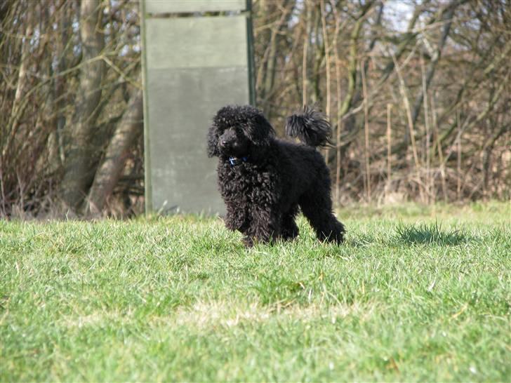 Dværgpuddel Enzo - ½ år gammel billede 20