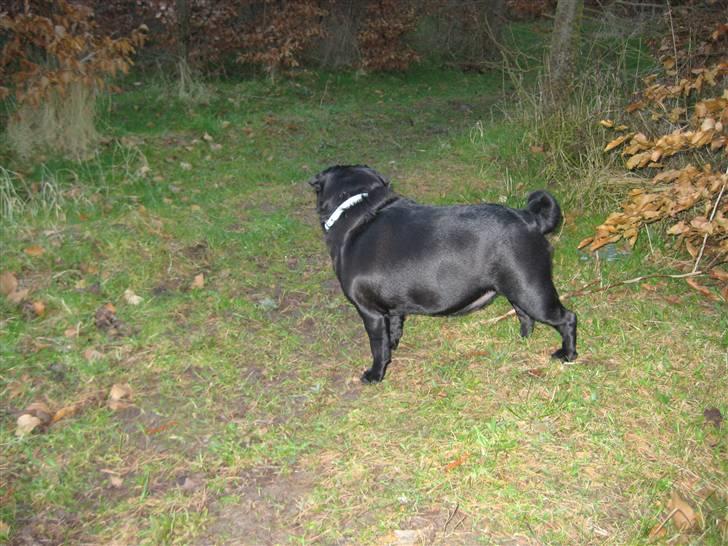 Mops Sigurd billede 9