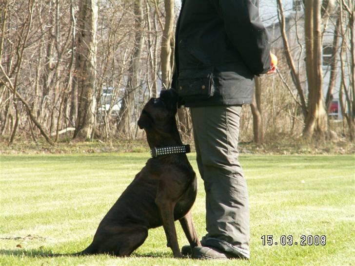 Boxer Dolce billede 19