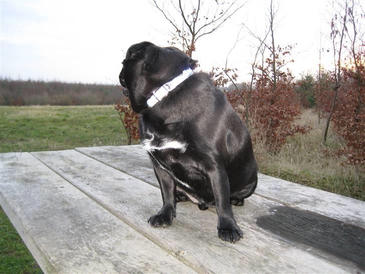 Mops Sigurd billede 10