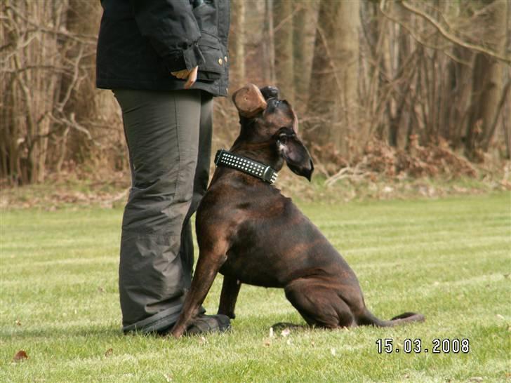 Boxer Dolce billede 20