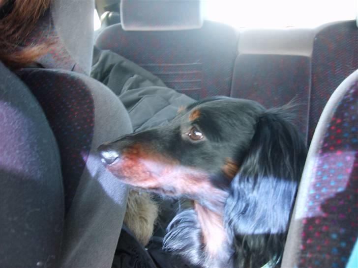 Gravhund Brutalis - Year.. Fik lov til at komme med ud og køre bil.. billede 13