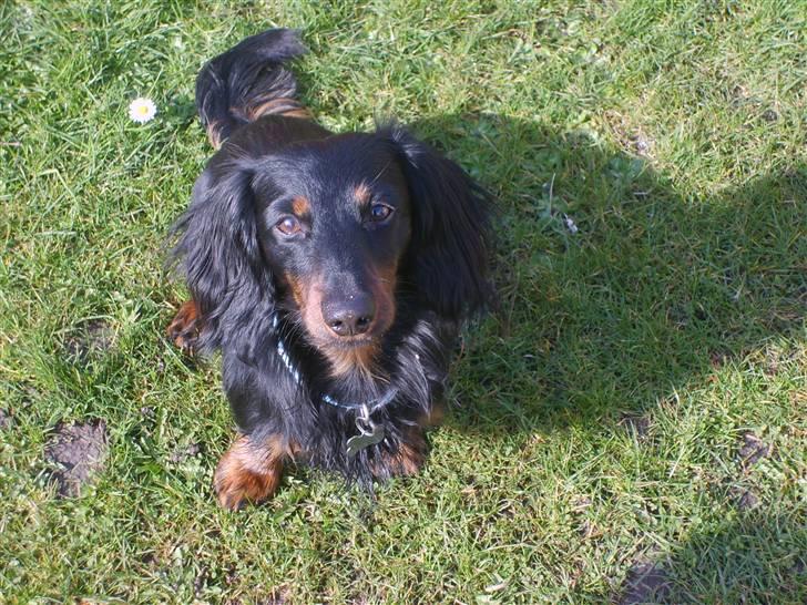 Gravhund Brutalis - Hej.. Er det mig du vil fotografere eller hvad..? billede 14