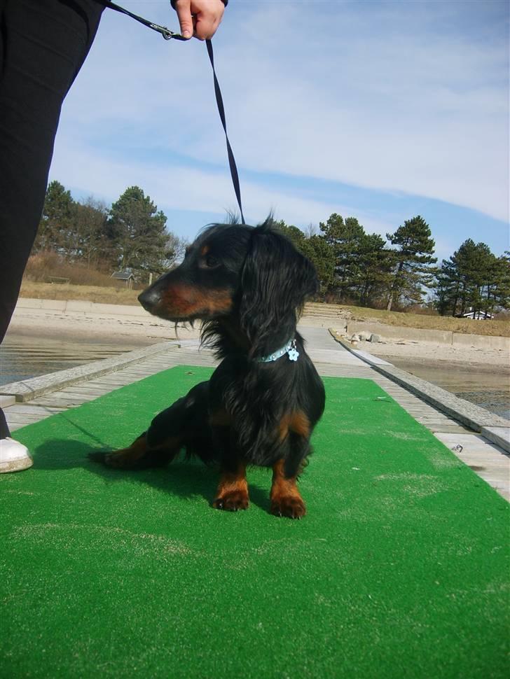 Gravhund Brutalis - Så vidst lige en fugl ude på vandet.. billede 16