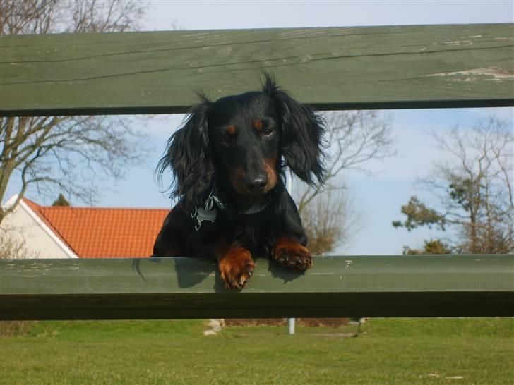 Gravhund Brutalis - Er jeg ikke bare sød når jeg ligger heroppe..? billede 17