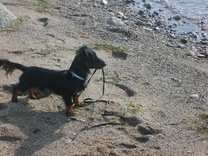 Gravhund Brutalis - Så fangede jeg lige min egen snor.. billede 18