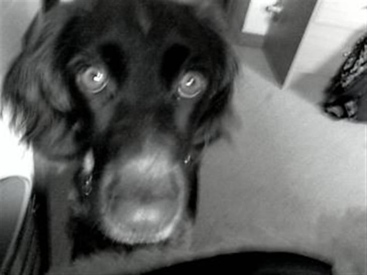 Kleiner münsterländer Sille - Hæj med dig :) billede 1