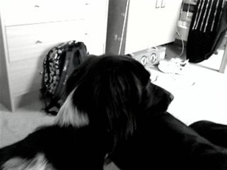 Kleiner münsterländer Sille - Jeg tar´ lige en slapper XD billede 2