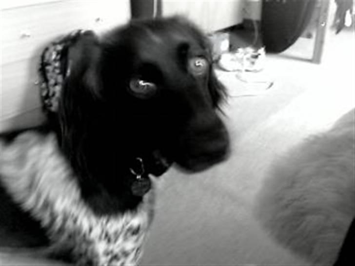 Kleiner münsterländer Sille billede 3