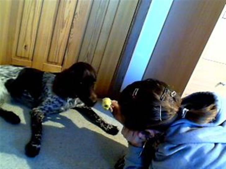 Kleiner münsterländer Sille billede 4