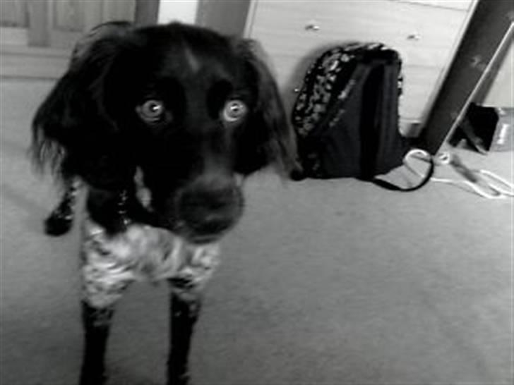 Kleiner münsterländer Sille billede 5