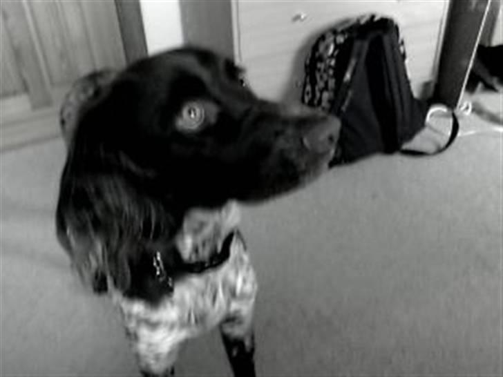 Kleiner münsterländer Sille billede 6