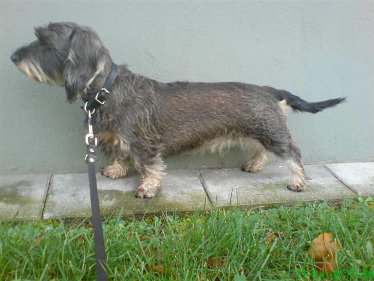 Gravhund Smilla - Weee hvor står jeg pænt... *NYT* 2008 billede 18